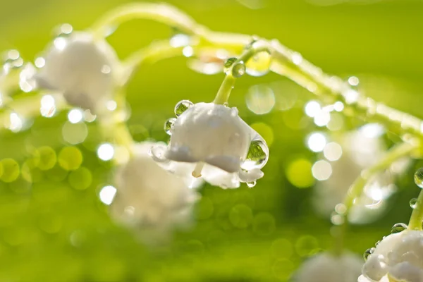 Delicate flower lily of the valley with drops of water, sunrise closeup. selective focus, bokeh, green background. Spring concept Royalty Free Stock Photos