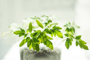 Domates fideleri yetiştiriyorum. Genç çekimleri beyaz arkaplanda, izole et, kopyala, taklit et