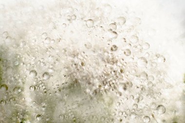 Karahindiba üzerinde bir damla su. Yağmur ve çiğ ile doğal arka plan. Bulanık seçici odak, bokeh