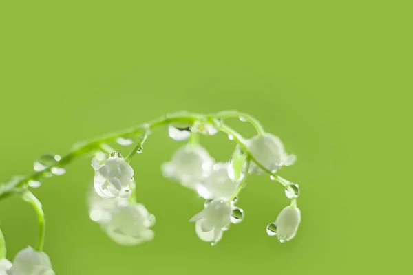 Delicada flor lirio del valle con gotas de agua, amanecer primer plano. enfoque selectivo, bokeh, fondo verde. Concepto primavera —  Fotos de Stock