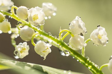 Vadinin narin çiçekleri, bir damla suyla, güneşin doğuşuyla yakın çekim. Seçici odaklanma, bokeh, yeşil arka plan. Bahar konsepti