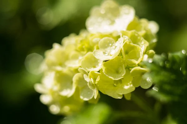 Delicato fiore di ortensia con gocce d'acqua, primo piano all'alba. fuoco selettivo, bokeh, sfondo verde. Concetto primavera e matrimonio — Foto Stock