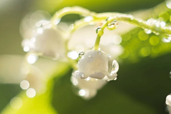 Delicada flor lirio del valle con gotas de agua, amanecer primer plano. enfoque selectivo, bokeh, fondo verde. Concepto primavera —  Fotos de Stock