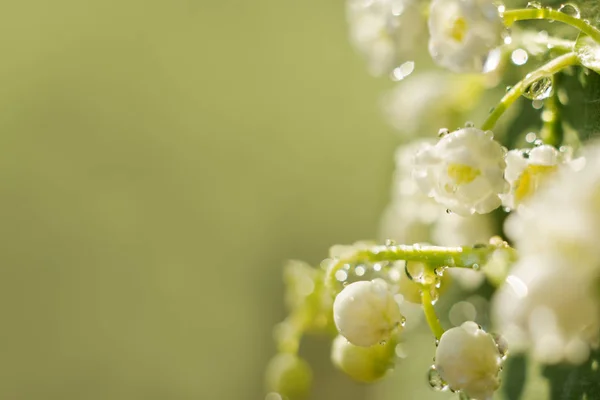 Delicada flor lirio del valle con gotas de agua, amanecer primer plano. enfoque selectivo, bokeh, fondo verde. Concepto primavera —  Fotos de Stock