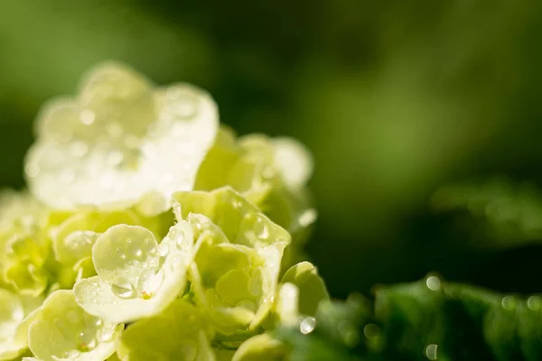 Delicada flor lirio del valle con gotas de agua, amanecer primer plano. enfoque selectivo, bokeh, fondo verde. Concepto primavera —  Fotos de Stock