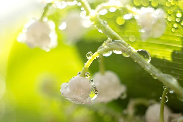 Delicate flower lily of the valley with drops of water, sunrise closeup. selective focus, bokeh, green background. Spring concept Stock Photo