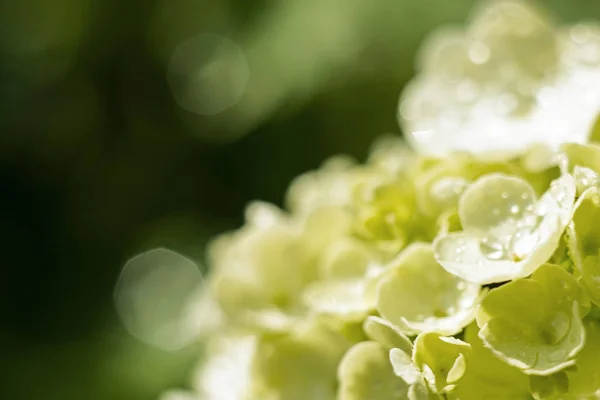 Delicada flor de hortensia con gotas de agua, primer plano amanecer. enfoque selectivo, bokeh, fondo verde. Concepto de primavera y boda —  Fotos de Stock