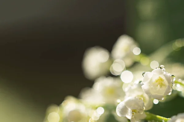 Delicato giglio fiorito della valle con gocce d'acqua, primo piano all'alba. fuoco selettivo, bokeh, sfondo verde. Concetto primavera — Foto Stock