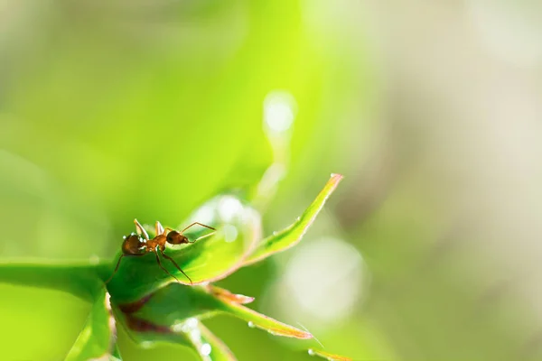 Plan macro d'une fourmi sur un bouton de pivoine, plantes d'été, fond. foyer flou doux. Bokeh ! — Photo