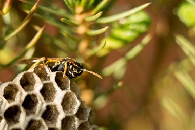 Bal peteğindeki eşek arısının makro görüntüsü. seçici yumuşak odak.