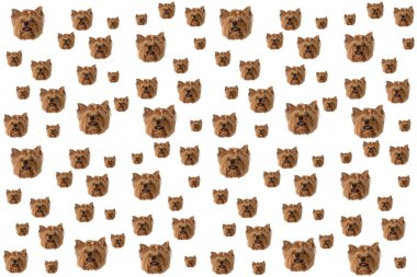 Yorkshire Teriyeri 'nin beyaz bir arka planı var. Küçük köpek. İzole et, Desen