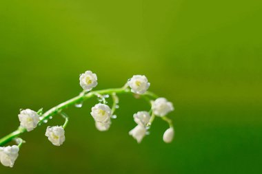 Vadinin narin çiçekleri, bir damla suyla, güneşin doğuşuyla yakın çekim. Seçici odaklanma, bokeh, yeşil arka plan. Bahar konsepti