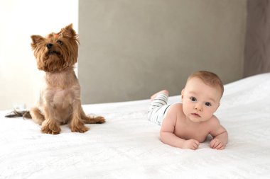 2019, Kasım, Rusya. Yorkshire Teriyeri ve bebek beyaz bir yatakta. Hayvanlarla arkadaşlık. Evdeki hayvanlar