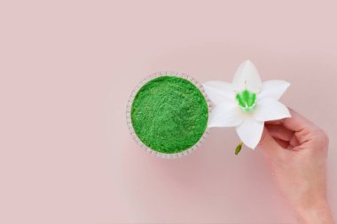 Japon doğal çayı yapmak için pembe arka planda kibrit tozu..