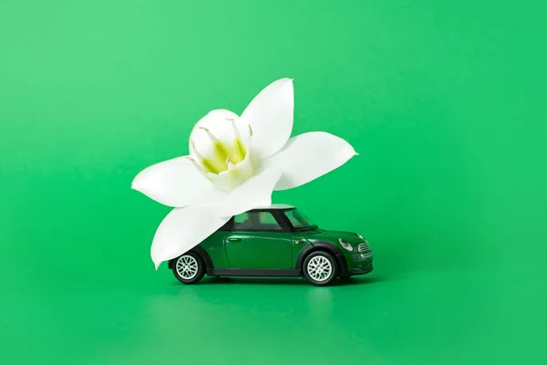 Orenburg, Russie, février 2020 : une voiture miniature livre une fleur blanche sur fond blu. concept de livraison de fleurs. Journée internationale de la femme 8 mars, Saint-Valentin . — Photo