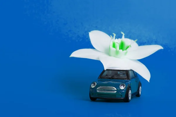 Orenburg, Russie, février 2020 : une voiture miniature livre une fleur blanche sur fond blu. concept de livraison de fleurs. Journée internationale de la femme 8 mars, Saint-Valentin . — Photo