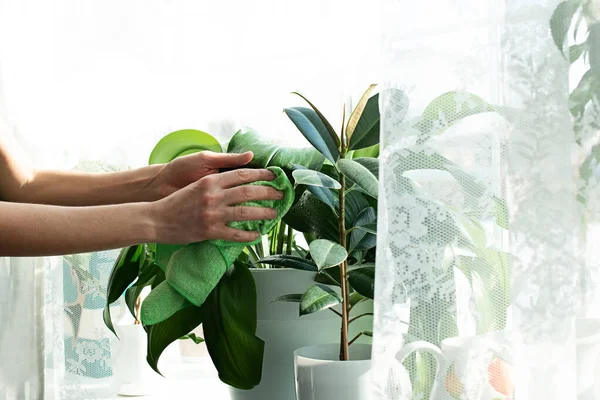 Home Work Cleaning Sprayers House Plants Window Sill — Stock Photo, Image