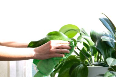 Ev ödevi. Temizlik. Spreyler ve ev bitkileri pencere pervazında