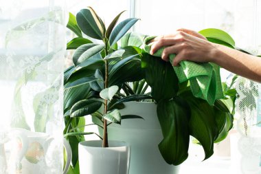 Ev ödevi. Temizlik. Spreyler ve ev bitkileri pencere pervazında