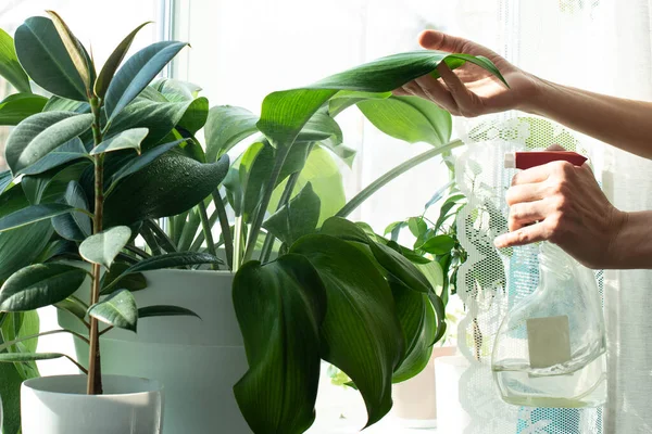 Home Work Cleaning Sprayers House Plants Window Sill — Stock Photo, Image