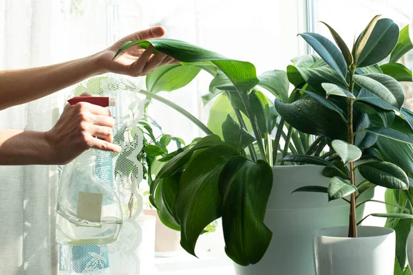 Home Work Cleaning Sprayers House Plants Window Sill — Stock Photo, Image