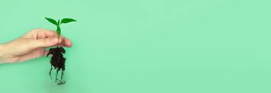 Yeşil arka planda sarı bir tencerede yaprakları olan salatalıktan yeşil tohum tohumu. Yeni bir hayat, doğum. Bitki büyüyor. Boşluğu kopyala