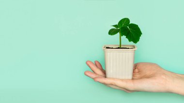 Salatalıktan yeşil tohum tohumu ve mavi arka planda sarı bir tencerede yapraklar. Yeni bir hayat, doğum. Bitki büyüyor. Boşluğu kopyala