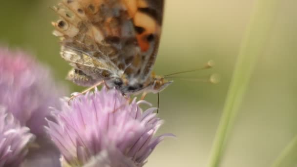 Orangefarbener Schmetterling Auf Einer Fliederblüte Makroaufnahme Sonniger Sommertag Nektar Zierpflanzen — Stockvideo
