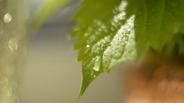 Gelin buketindeki beyaz şakayık çiçeği güneşte dönüyor. Yeşil yapraklar, ekoloji