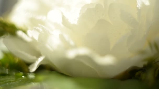 Witte Pioenroos Het Bruidsboeket Draait Zon Groene Bladeren Ecologie — Stockvideo