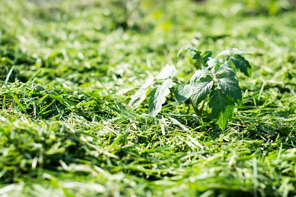 Mulching Topsoil Vegetable Bed Mowed Grass Lawn Production Biohumus Organic — Stock Photo, Image