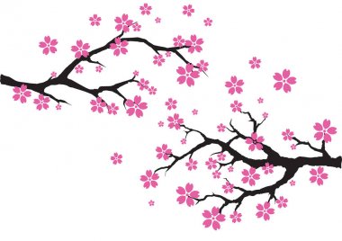 Sakura ağacı