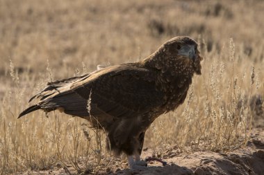 vahşi yaşam Kalahari