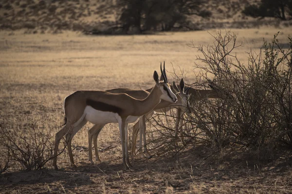 Djurlivet i Kalahari — Stockfoto