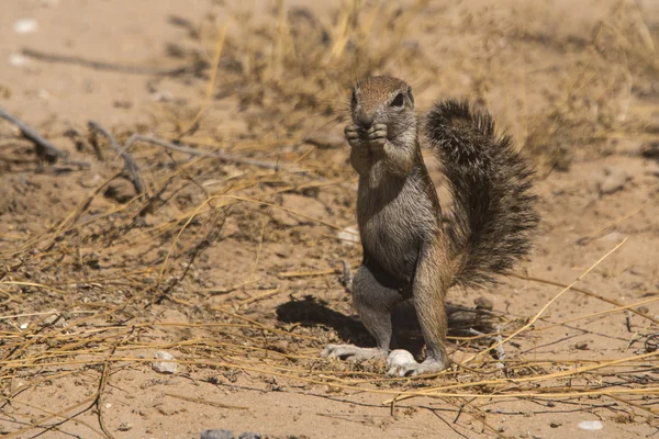 vahşi yaşam Kalahari