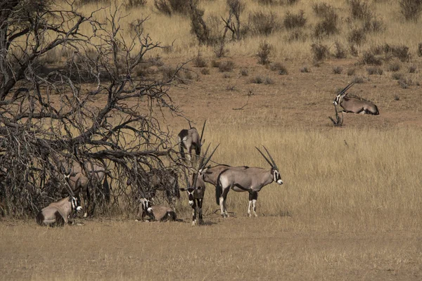 Vida silvestre del Kalahari — Foto de Stock