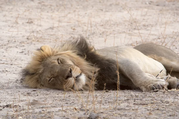 vahşi yaşam Kalahari