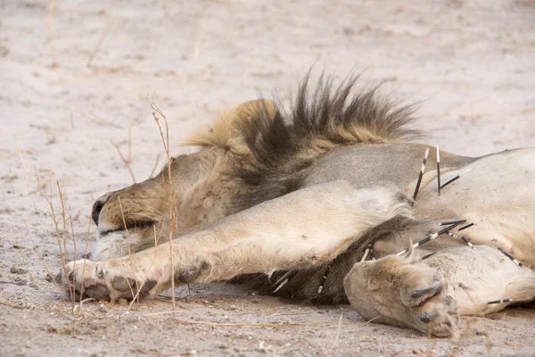 Vida silvestre del Kalahari — Foto de Stock