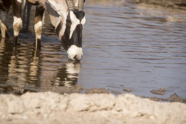 vahşi yaşam Kalahari