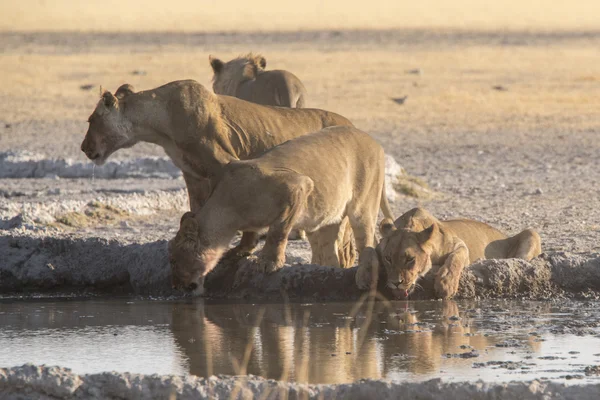 Wildlife of the Kalahari — Stock Photo, Image