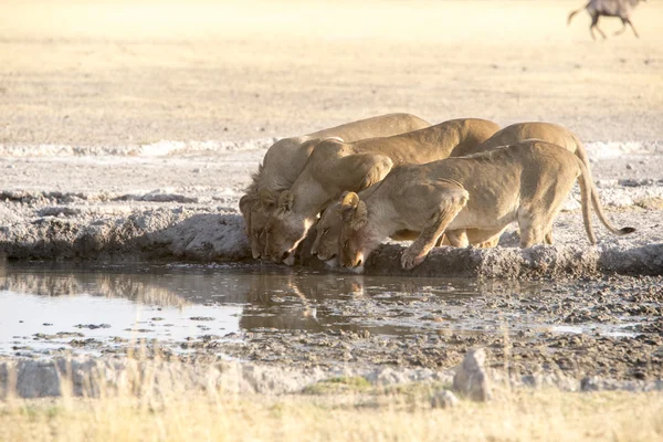 vahşi yaşam Kalahari