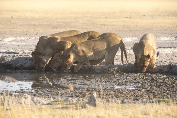 Wildlife Kalahari — Stock fotografie