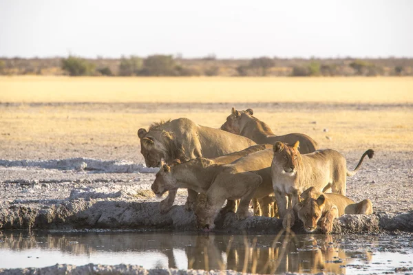 Vahşi yaşam Kalahari — Stok fotoğraf