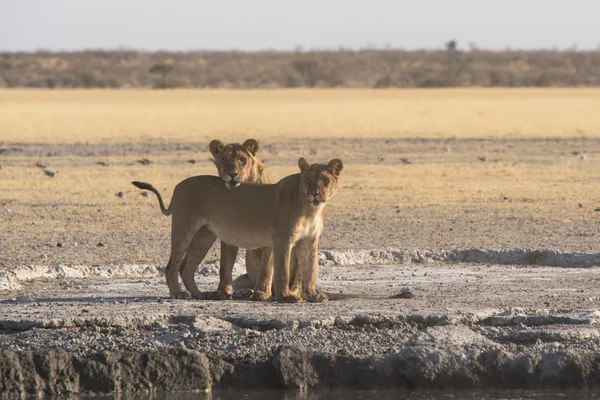 Vida selvagem dos Kalahari — Fotografia de Stock
