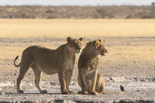 Natuur van de Kalahari — Stockfoto