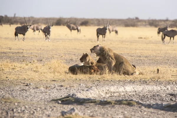 Vida silvestre del Kalahari — Foto de Stock