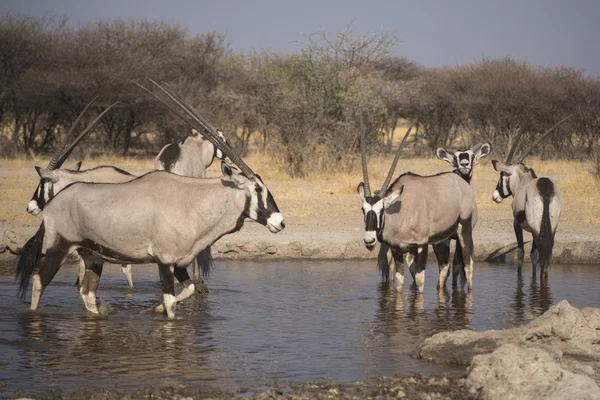 Wildlife Kalahari — Stock fotografie