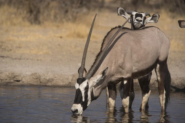 Vahşi yaşam Kalahari — Stok fotoğraf