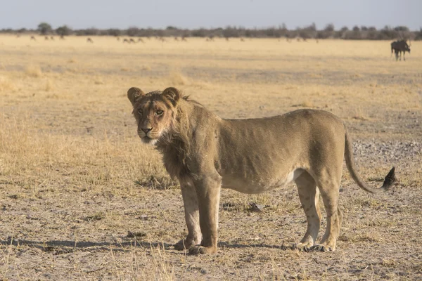 Vida selvagem dos Kalahari — Fotografia de Stock