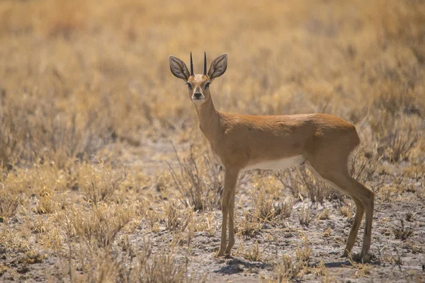 Wildtiere der Kalahari — Stockfoto